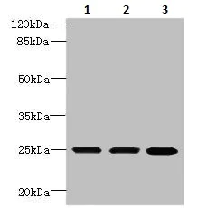 Western blot - Anti-TMEM65 antibody (AB236861)