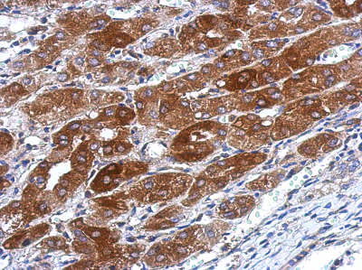 Immunohistochemistry (Formalin/PFA-fixed paraffin-embedded sections) - Anti-TMEM66/SARAF antibody (AB154538)