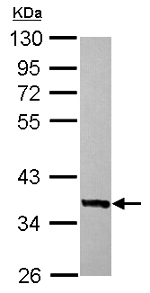 Western blot - Anti-TMEM66/SARAF antibody (AB154538), expandable thumbnail