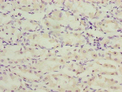 Immunohistochemistry (Formalin/PFA-fixed paraffin-embedded sections) - Anti-TMEM71 antibody (AB235788)
