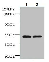 Western blot - Anti-TMEM71 antibody (AB235788)