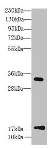 Western blot - Anti-TMEM91 antibody (AB236864)