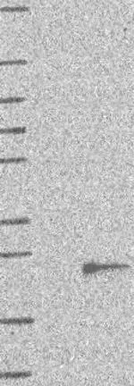 Western blot - Anti-TMEM97 antibody (AB126490)