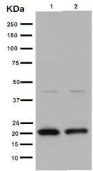 Western blot - Anti-TMEM9B antibody [EPR14339] (AB189253)