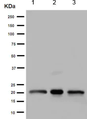 Western blot - Anti-TMEM9B antibody [EPR14339] (AB189253)
