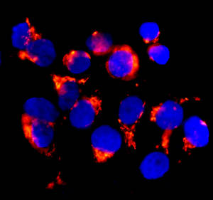 Immunocytochemistry/ Immunofluorescence - Anti-TMF antibody [EPR10671(B)] - BSA and Azide free (AB249024), expandable thumbnail