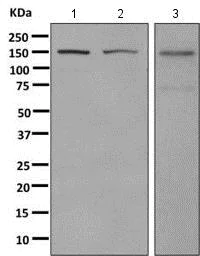 Western blot - Anti-TMF antibody [EPR10671(B)] - BSA and Azide free (AB249024)