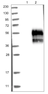 Western blot - Anti-TMIGD2/IGPR1 antibody (AB121333)