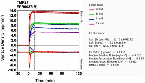 OI-RD Scanning - Anti-TMP21 antibody [EPR9037(B)] (AB133771), expandable thumbnail