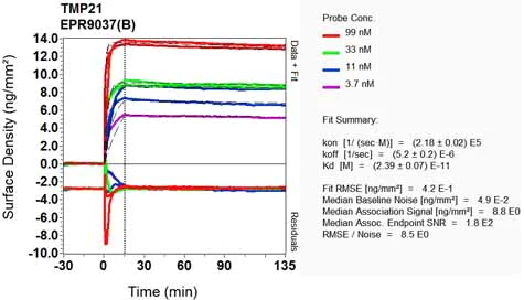 OI-RD Scanning - Anti-TMP21 antibody [EPR9037(B)] (AB133771)