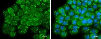 Immunocytochemistry/ Immunofluorescence - Anti-TMPRSS11D antibody (AB127031)