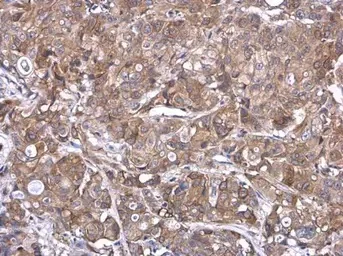 Immunohistochemistry (Formalin/PFA-fixed paraffin-embedded sections) - Anti-TMPRSS11D antibody (AB127031)