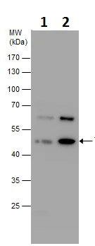 Western blot - Anti-TMPRSS11D antibody (AB228776)