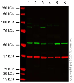Western blot - Anti-TMPRSS2 antibody (AB214462)