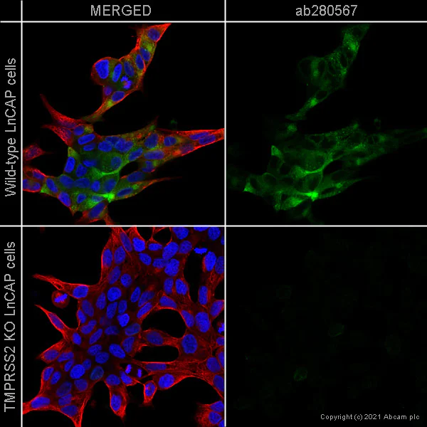 Immunocytochemistry/ Immunofluorescence - Anti-TMPRSS2 antibody [EPR24407-87] - BSA and Azide free (AB280569)
