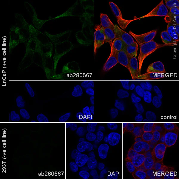 Immunocytochemistry/ Immunofluorescence - Anti-TMPRSS2 antibody [EPR24407-87] - BSA and Azide free (AB280569)