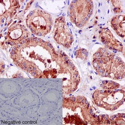 Immunohistochemistry (Formalin/PFA-fixed paraffin-embedded sections) - Anti-TMPRSS2 antibody [EPR3862] - BSA and Azide free (AB242384)