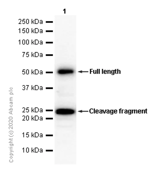 Western blot - Anti-TMPRSS2 antibody [EPR3862] - BSA and Azide free (AB242384)