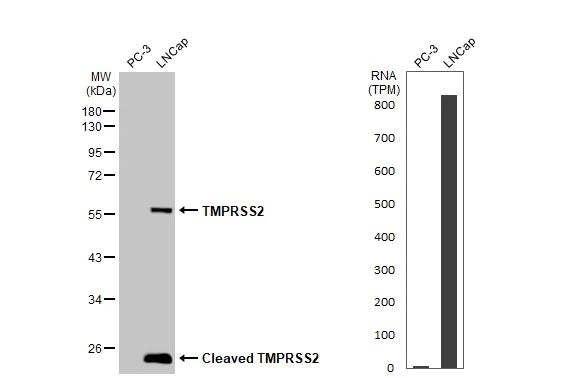 Western blot - Anti-TMPRSS2 antibody [HL2279] (AB317187)