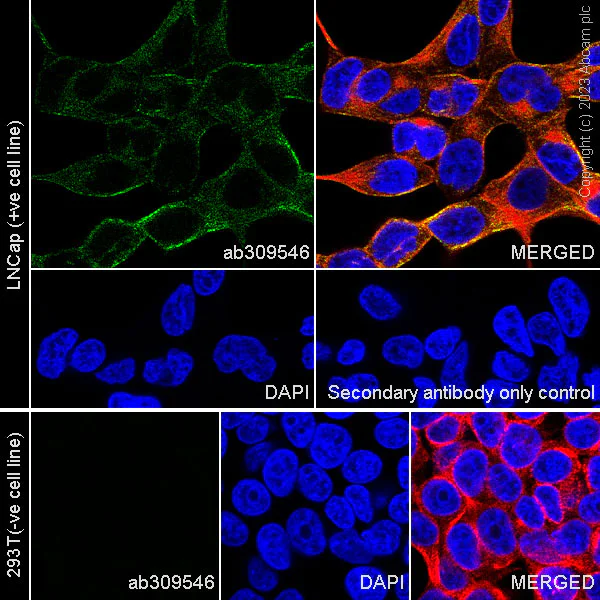 Immunocytochemistry/ Immunofluorescence - Anti-TMPRSS2 antibody [P5H9-A3] - BSA and Azide free (AB309547)