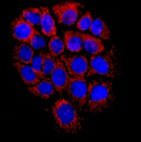 Immunocytochemistry/ Immunofluorescence - Anti-TMPRSS3 antibody [EPR7048] - BSA and Azide free (ab249403), expandable thumbnail