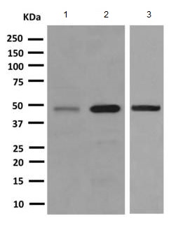 Western blot - Anti-TMPRSS3 antibody [EPR7048] - BSA and Azide free (ab249403), expandable thumbnail
