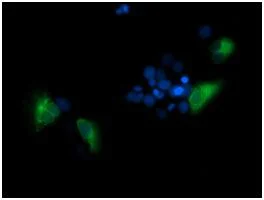 Immunocytochemistry/ Immunofluorescence - Anti-TMPRSS5 antibody [OTI4G4] (AB139163)