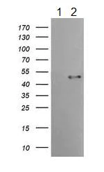 Western blot - Anti-TMPRSS5 antibody [OTI4G4] (AB139163)