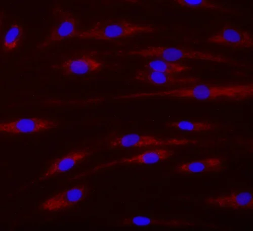 Immunocytochemistry/ Immunofluorescence - TMRM Assay Kit (Mitochondrial Membrane Potential) (AB228569)