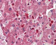Immunohistochemistry (Formalin/PFA-fixed paraffin-embedded sections) - Anti-TMS1/ASC antibody (AB111852)