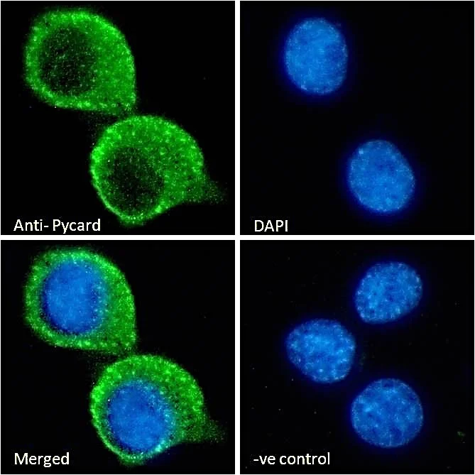 Immunocytochemistry/ Immunofluorescence - Anti-TMS1/ASC antibody (AB175449)