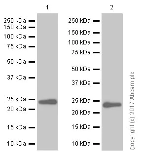 Western blot - Anti-TMS1/ASC antibody [EPR10402(B)] - BSA and Azide free (AB249023)