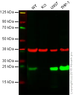 Western blot - Anti-TMS1/ASC antibody [EPR10402(B)] - BSA and Azide free (AB249023)