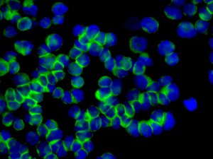 Immunocytochemistry/ Immunofluorescence - Anti-TMS1/ASC antibody [EPR10403] - BSA and Azide free (AB242398), expandable thumbnail
