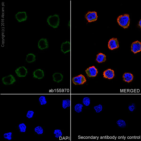Immunocytochemistry/ Immunofluorescence - Anti-TMS1/ASC antibody [EPR10403] - BSA and Azide free (AB242398)