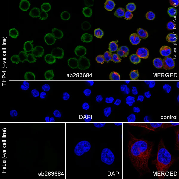 Immunocytochemistry/ Immunofluorescence - Anti-TMS1/ASC antibody [EPR23978-28] - BSA and Azide free (AB283712)