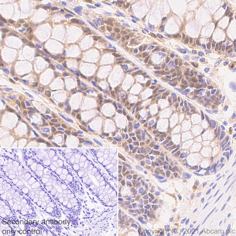 Immunohistochemistry (Formalin/PFA-fixed paraffin-embedded sections) - Anti-TMS1/ASC antibody [EPR23978-28] - BSA and Azide free (AB283712)