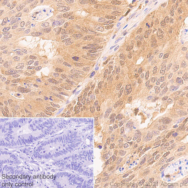 Immunohistochemistry (Formalin/PFA-fixed paraffin-embedded sections) - Anti-TMS1/ASC antibody [EPR23978-28] - BSA and Azide free (AB283712)