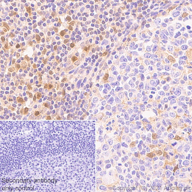 Immunohistochemistry (Formalin/PFA-fixed paraffin-embedded sections) - Anti-TMS1/ASC antibody [EPR23978-28] - BSA and Azide free (AB283712)