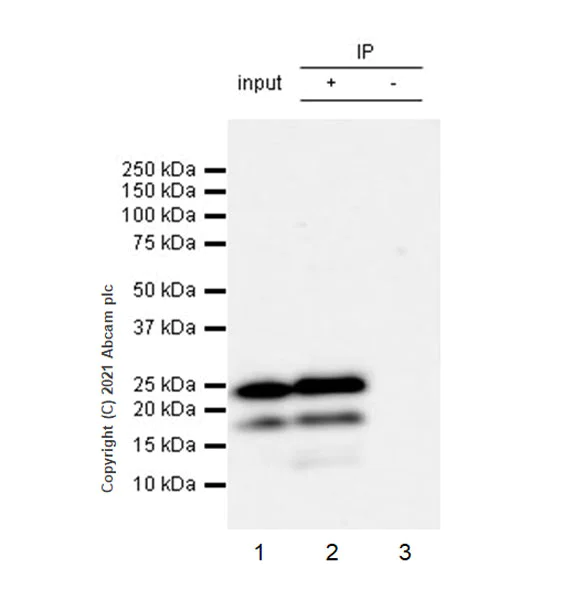 Immunoprecipitation - Anti-TMS1/ASC antibody [EPR23978-28] - BSA and Azide free (AB283712)