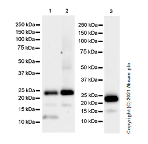 Western blot - Anti-TMS1/ASC antibody [EPR23978-28] - BSA and Azide free (AB283712)