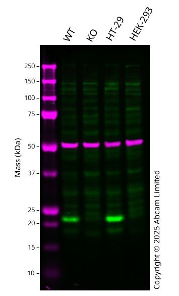 Western blot - Anti-TMS1/ASC antibody [EPR23978-28] - BSA and Azide free (ab283712), expandable thumbnail