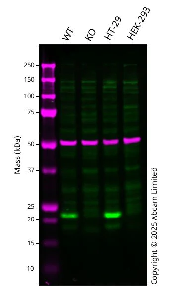 Western blot - Anti-TMS1/ASC antibody [EPR23978-28] - BSA and Azide free (AB283712)