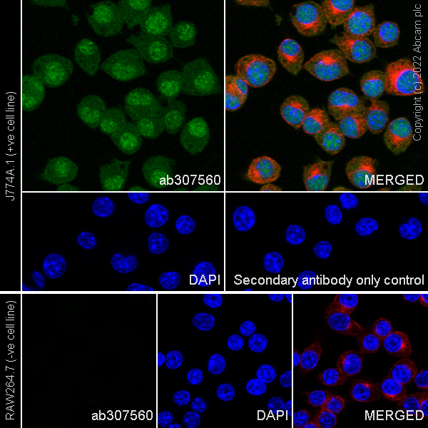 Immunocytochemistry/ Immunofluorescence - Anti-TMS1/ASC antibody [EPR28201-61] - BSA and Azide free (ab307561), expandable thumbnail