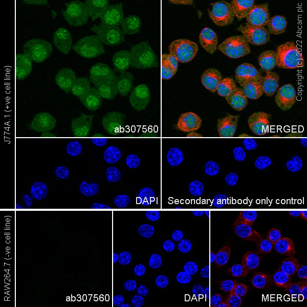 Immunocytochemistry/ Immunofluorescence - Anti-TMS1/ASC antibody [EPR28201-61] - BSA and Azide free (AB307561)