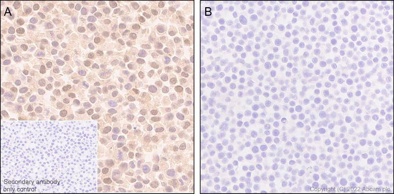 Immunohistochemistry (Formalin/PFA-fixed paraffin-embedded sections) - Anti-TMS1/ASC antibody [EPR28201-61] - BSA and Azide free (AB307561)