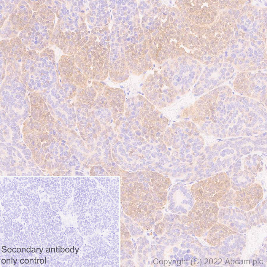 Immunohistochemistry (Formalin/PFA-fixed paraffin-embedded sections) - Anti-TMS1/ASC antibody [EPR28201-61] - BSA and Azide free (ab307561), expandable thumbnail