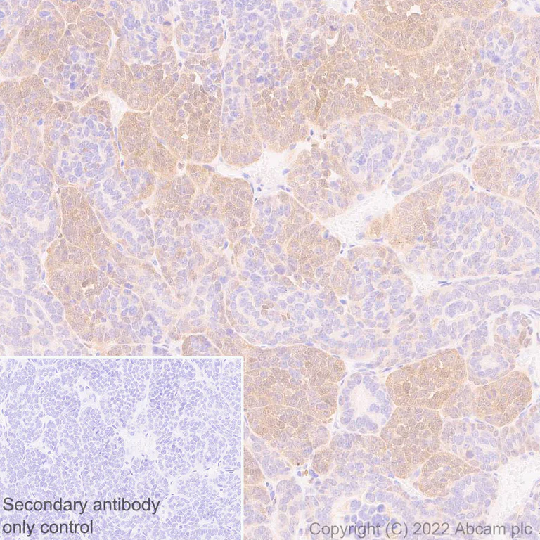 Immunohistochemistry (Formalin/PFA-fixed paraffin-embedded sections) - Anti-TMS1/ASC antibody [EPR28201-61] - BSA and Azide free (AB307561)