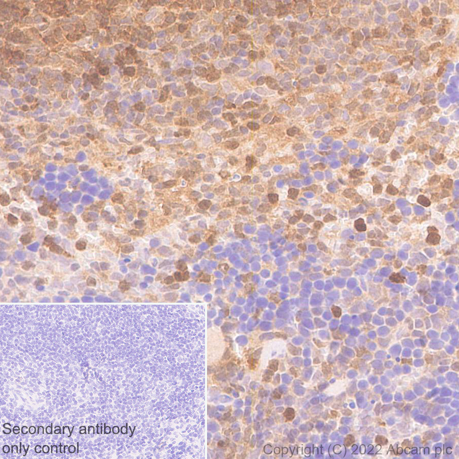 Immunohistochemistry (Formalin/PFA-fixed paraffin-embedded sections) - Anti-TMS1/ASC antibody [EPR28201-61] - BSA and Azide free (ab307561), expandable thumbnail