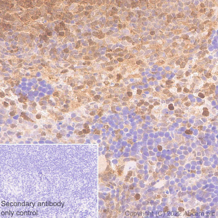 Immunohistochemistry (Formalin/PFA-fixed paraffin-embedded sections) - Anti-TMS1/ASC antibody [EPR28201-61] - BSA and Azide free (AB307561)